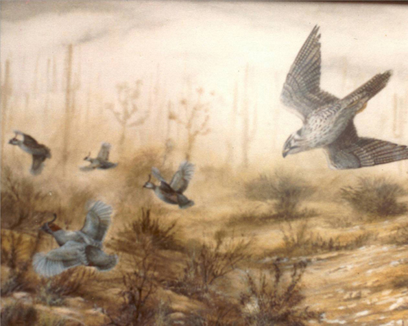 Halc&oacute;n Peregrino