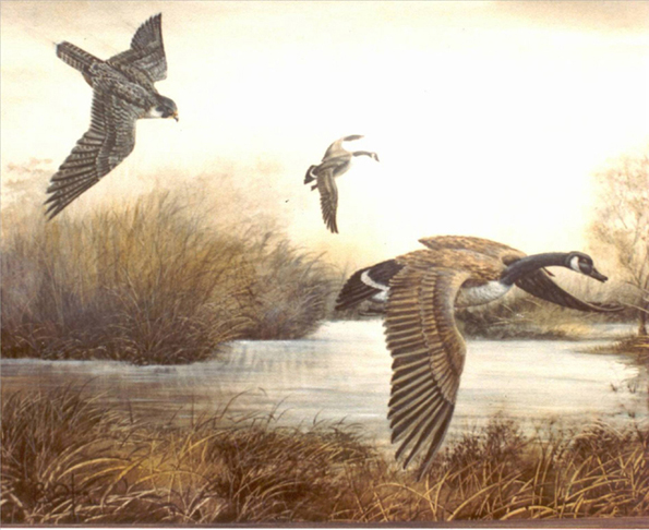 Halc&oacute;n Peregrino